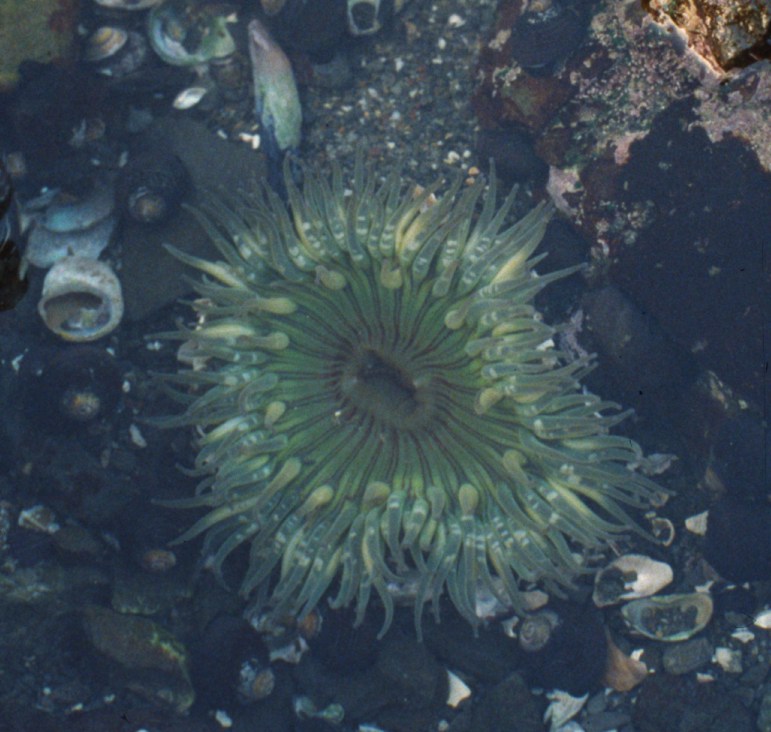 Anthopleura artemisia